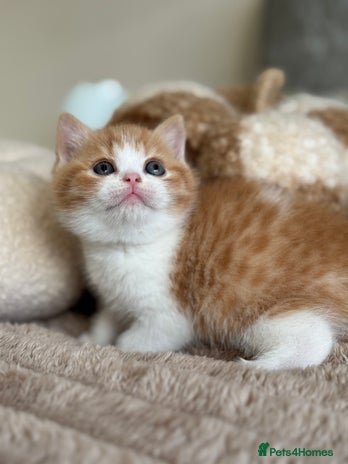 British Shorthair cats - Advert 4