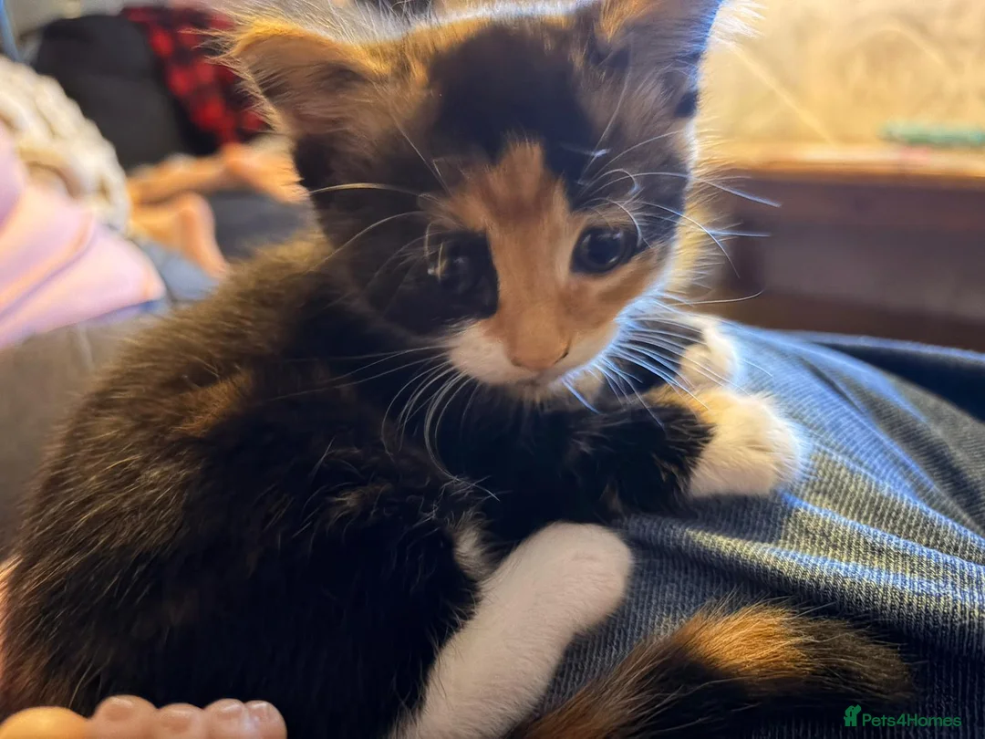 Mixed Breed cats for sale: 2 kittens - Advert 3