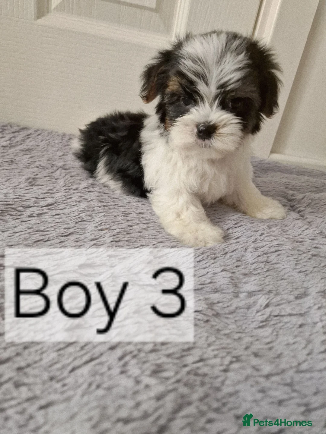 Biewer Terrier dogs for sale: Last 2 beautiful Biewer Terrier Puppies Left to go - Advert 2