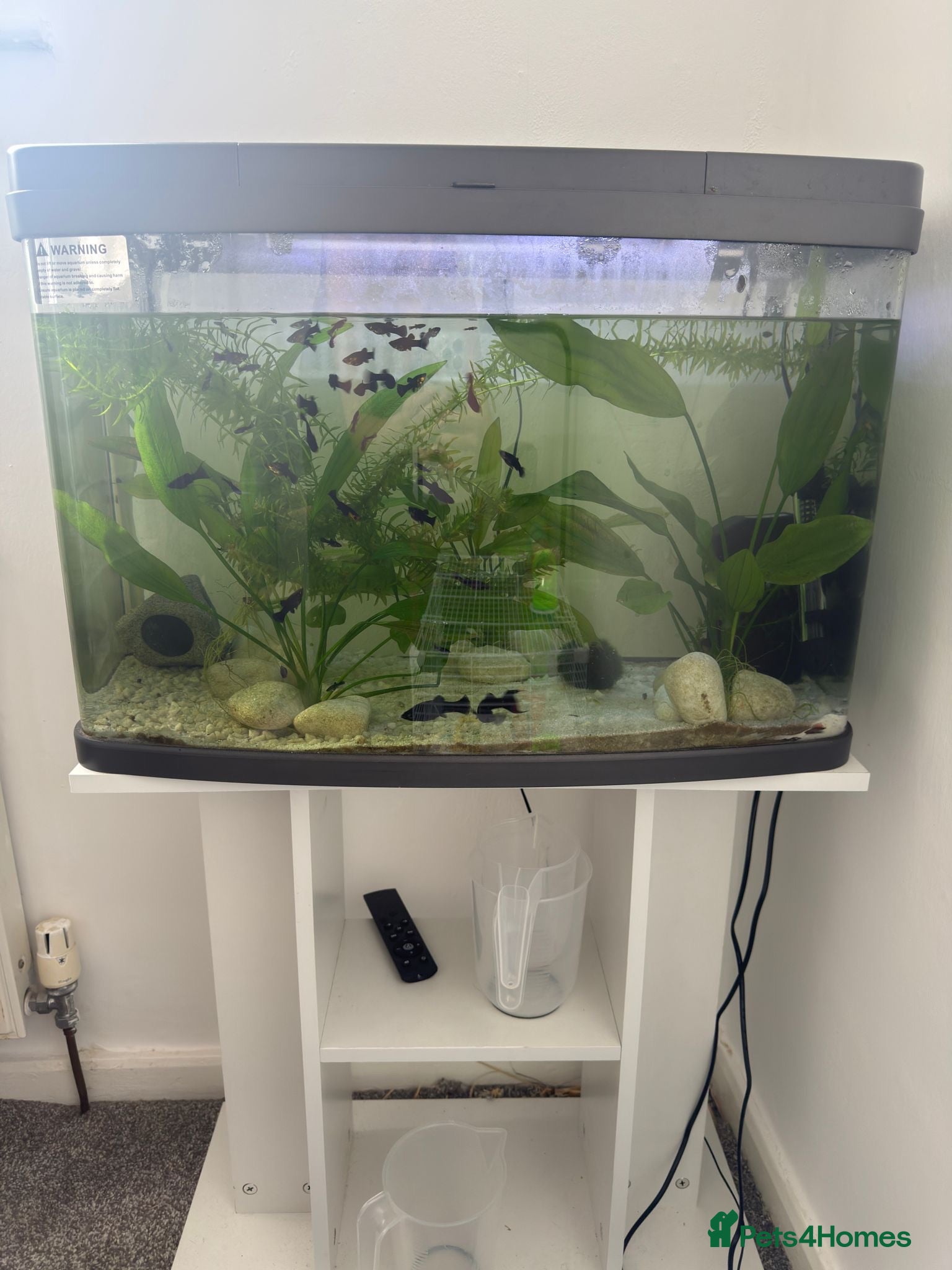 Mollies fish Molly Fish with full tank setup  - Advert 3