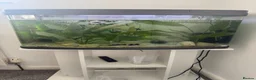 Mollies fish for sale: Molly Fish with full tank setup  - Advert 1