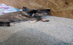 Maine Coon cats for sale: Main coon cross with British short hair - Image 24