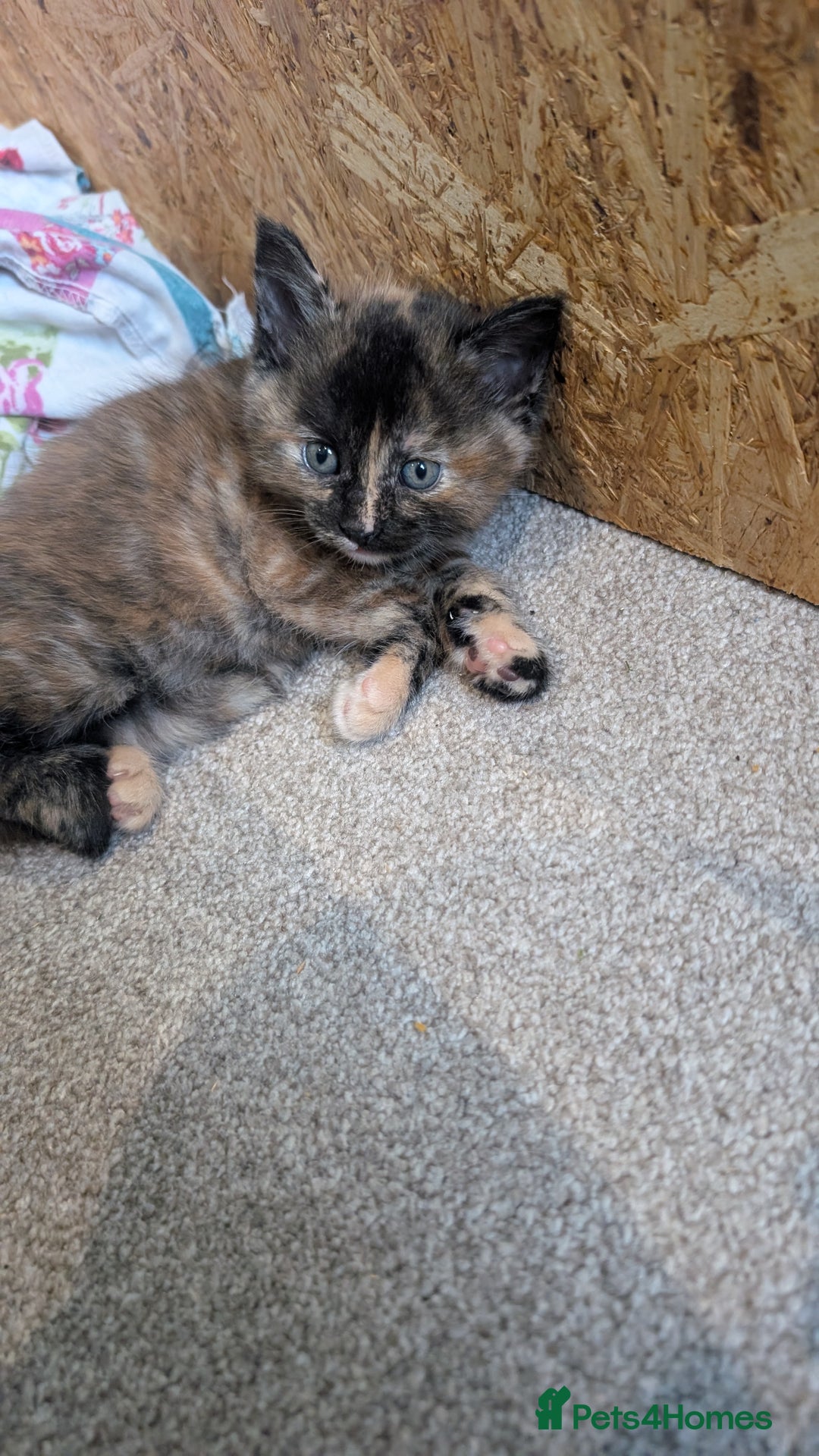 Maine Coon cats for sale: Main coon cross with British short hair - Image 24