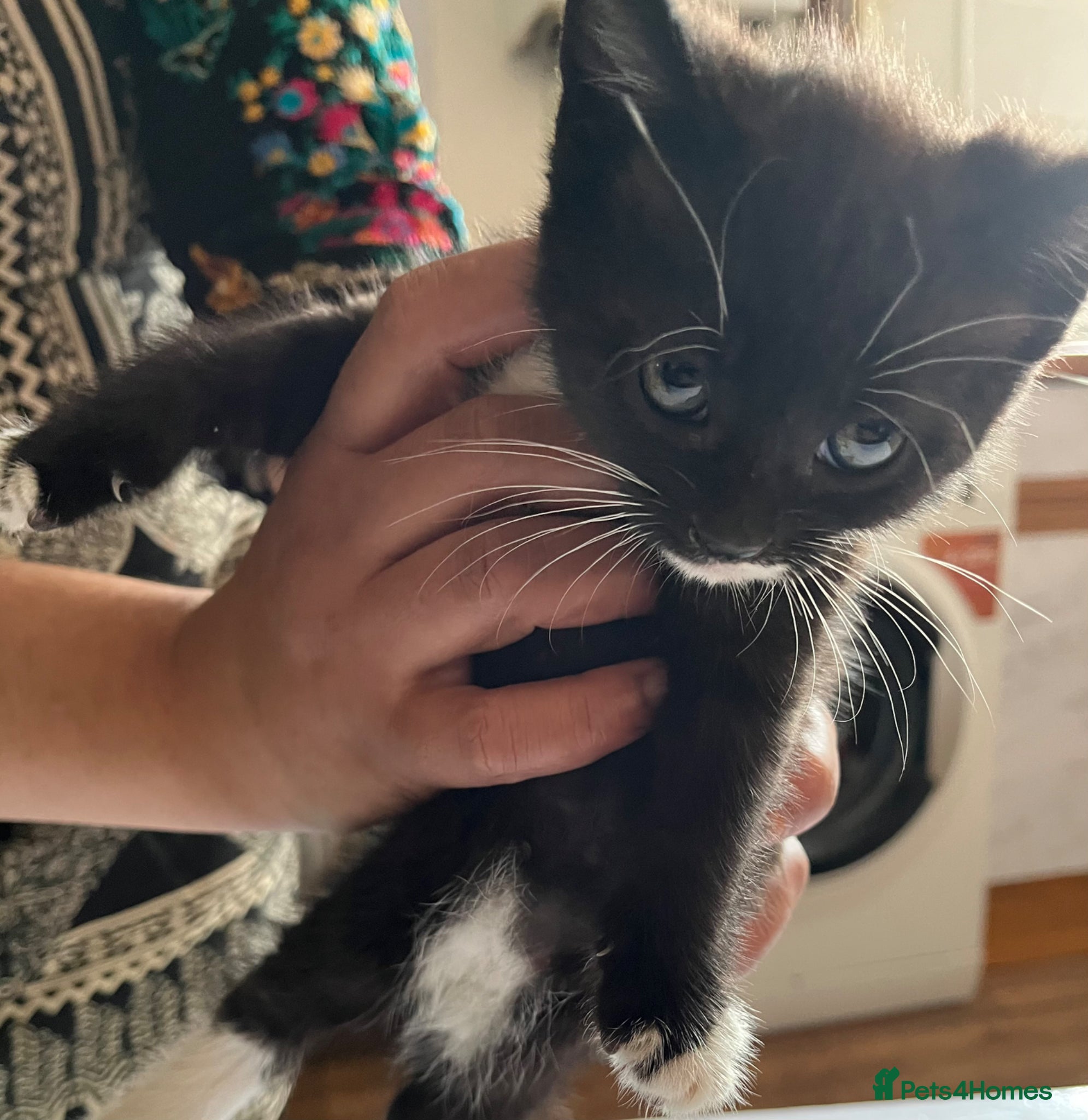 Mixed Breed cats for sale: 3 beautiful kittens for sale  - Advert 8