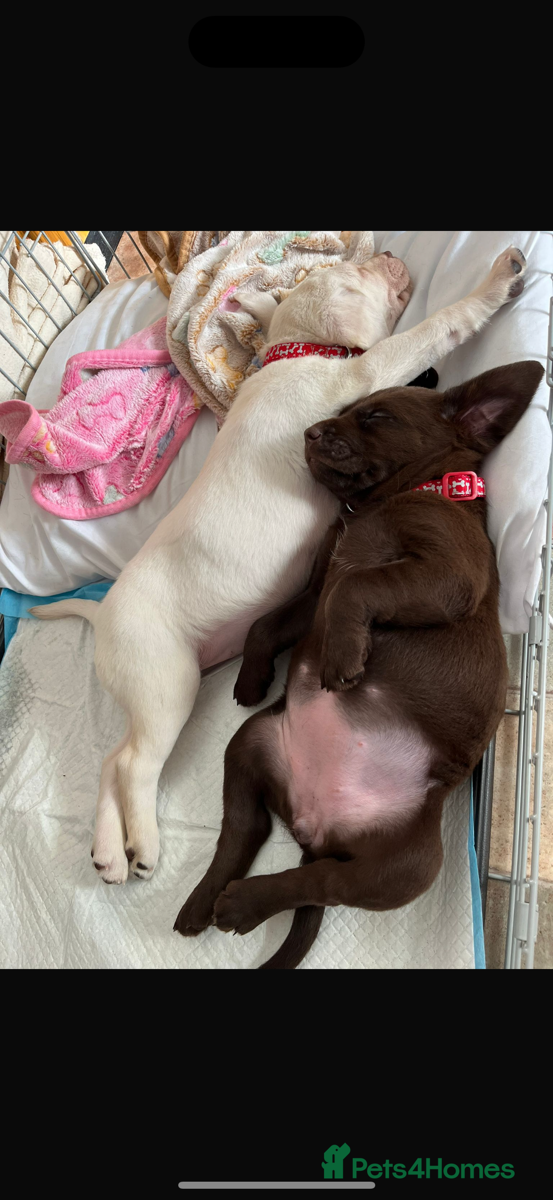 Labrador Retriever dogs for sale: Chocolate Labrador bitch - Advert 5