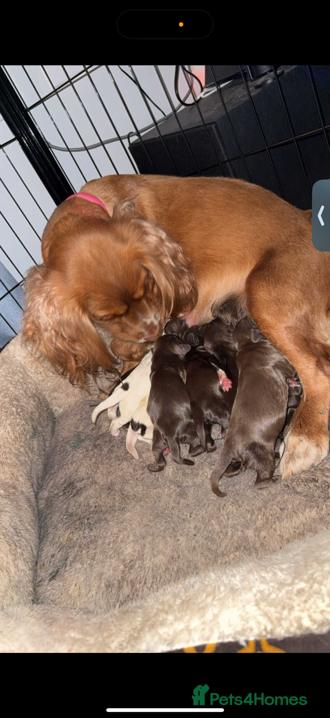 Cocker Spaniel dogs for sale: Cocker spaniel puppies - Image 4