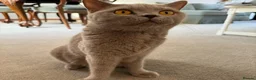 British Shorthair cats for sale: Pedigree British Shorthair Kittens in Lewes - Advert 2