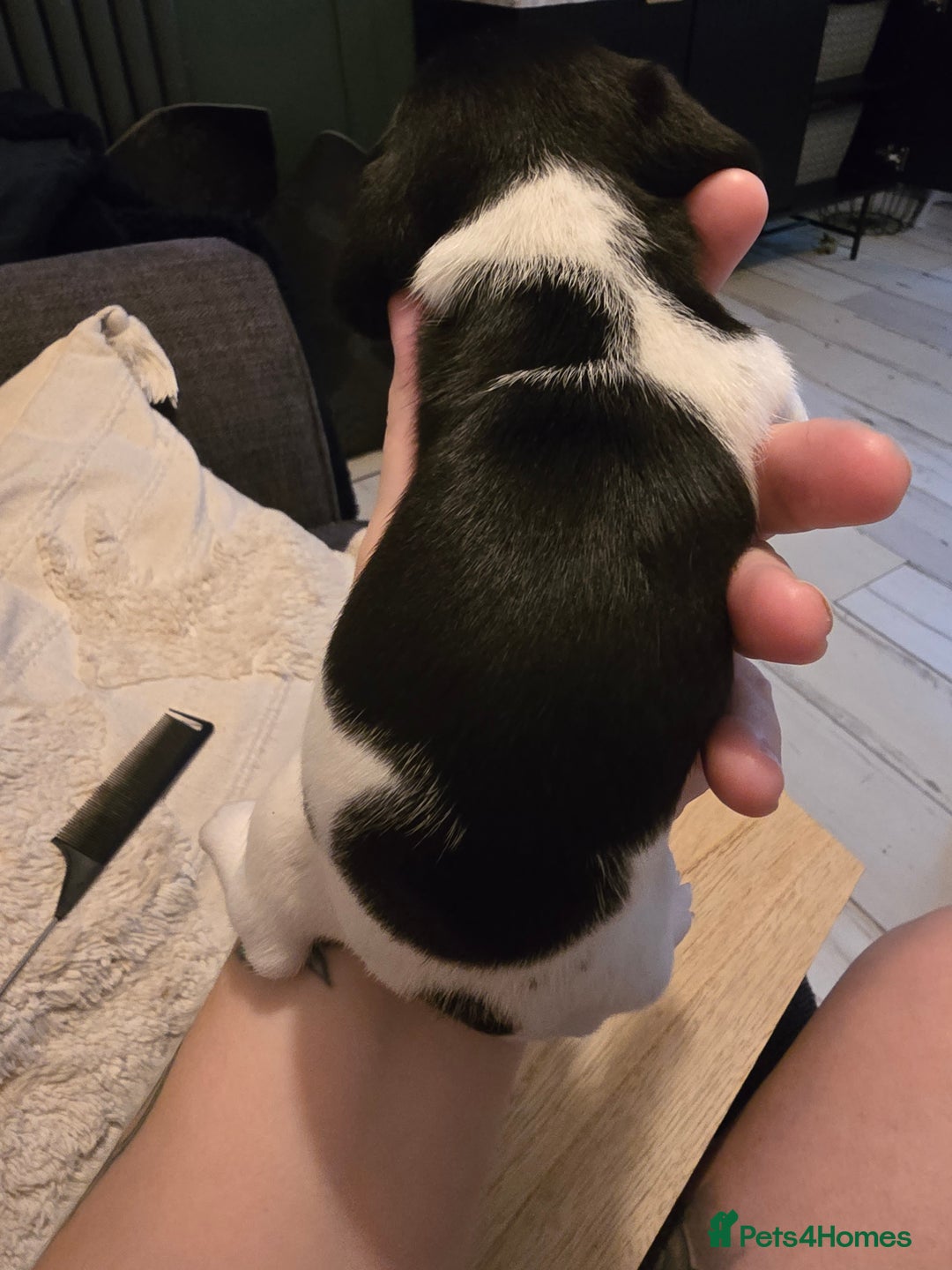 Dachshund dogs for sale: Dachshund puppies  - Image 6