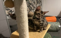 Bengal cats for sale: STUNNING TICA reg Bengal kittens ready to reserve - Image 7