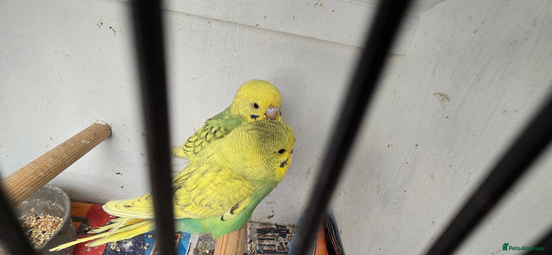 Lovebirds birds for sale: Love bird and breeding pairs of Budgies  - Advert 9