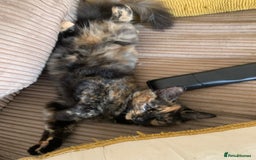 Persian cats for sale: Kitten tortoise shell  - Image 1
