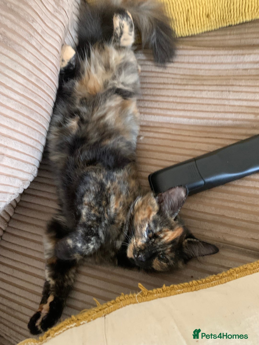 Persian cats for sale: Kitten tortoise shell  - Image 1
