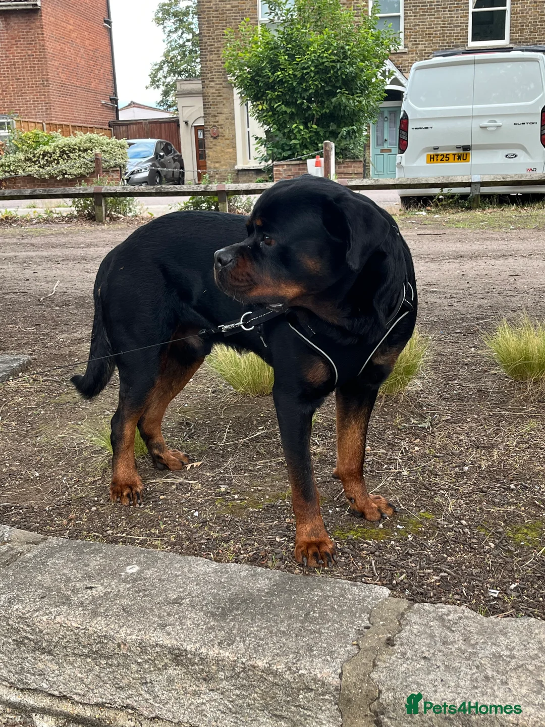 Rottweiler dogs for stud: Royce - Advert 3