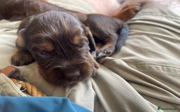 Cocker Spaniel dogs for sale:  KC Registered Working Cocker Spaniel Puppies - Image 26
