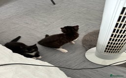 British Shorthair cats for sale: Kittens for loving homes in Welwyn Garden City - Image 11