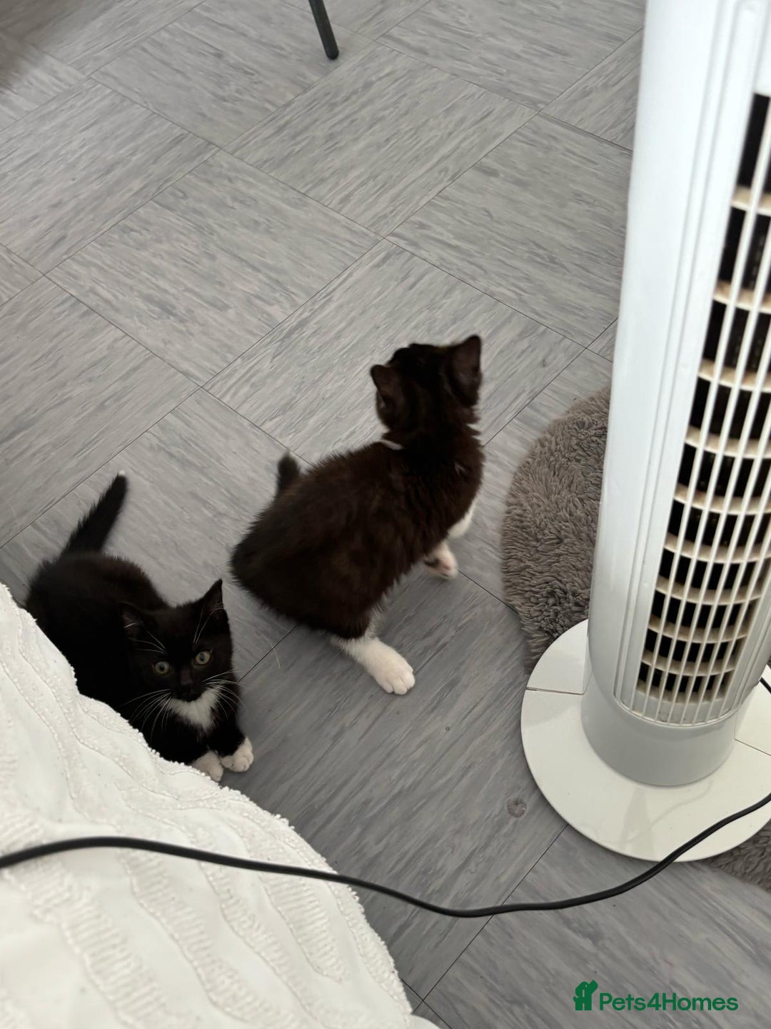 British Shorthair cats for sale: Kittens for loving homes in Welwyn Garden City - Image 11