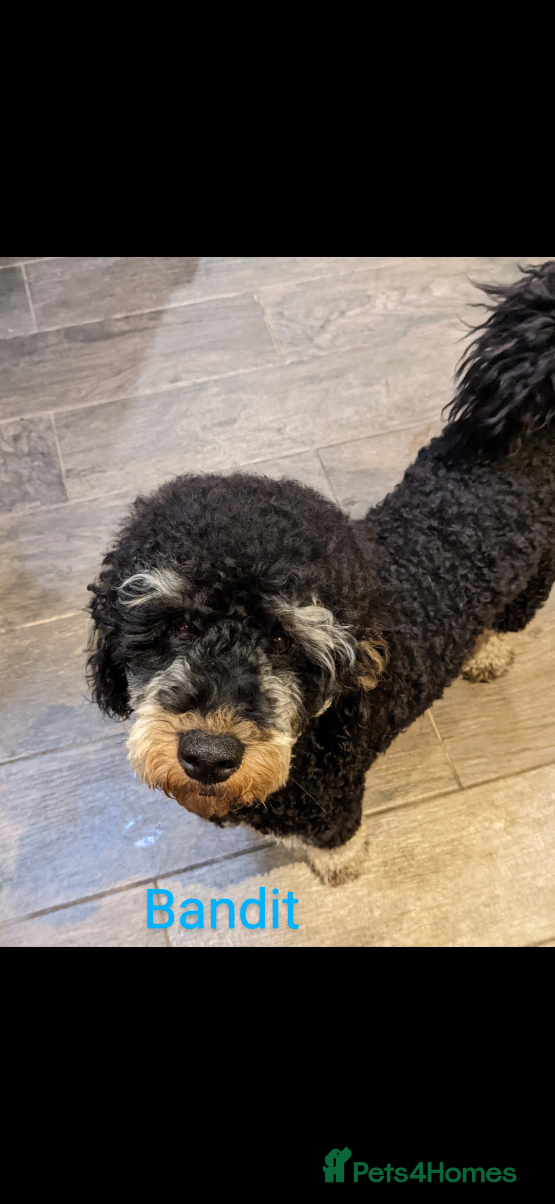 Miniature Poodle dogs Phantom miniature poodle in Canterbury - Advert 10