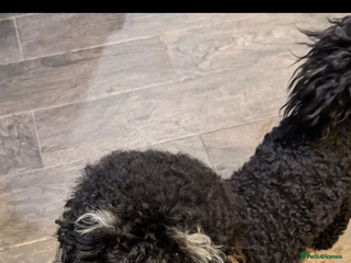 Miniature Poodle dogs Phantom miniature poodle in Canterbury - Advert 24