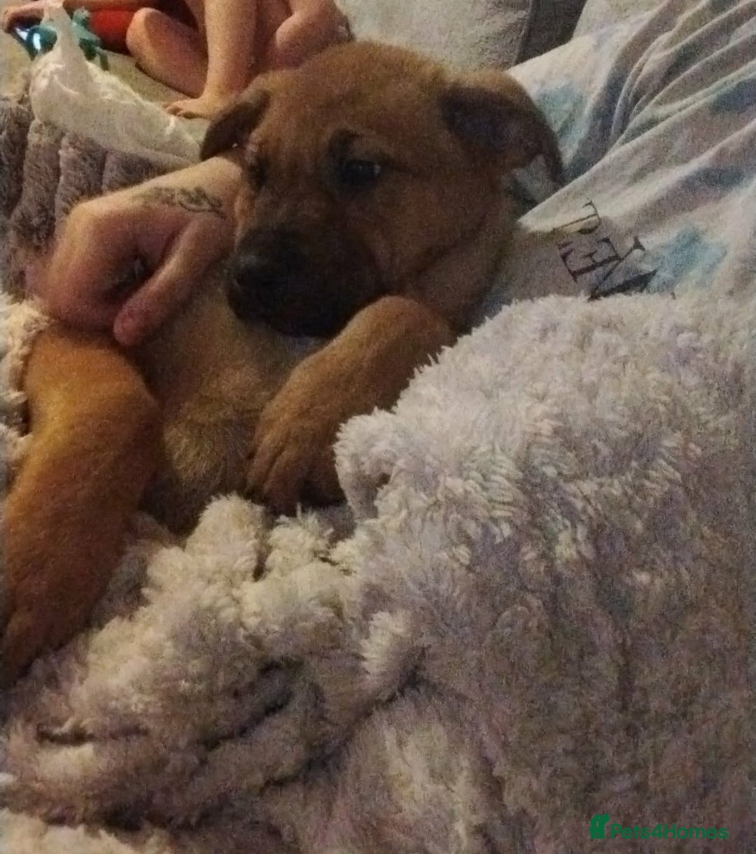 Mixed Breed dogs for sale: Female German shepherd x staffy pup - Advert 2