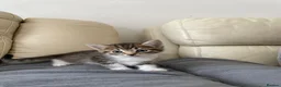 Mixed Breed cats for sale: 4 friendly loving kittens for sale  - Advert 7