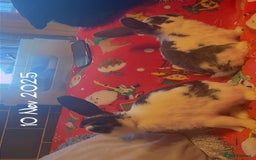 Mixed Breed rabbits for sale: Mini lop cross boys - Image 1