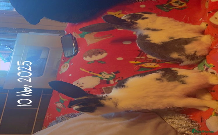 Mixed Breed rabbits - Advert 2