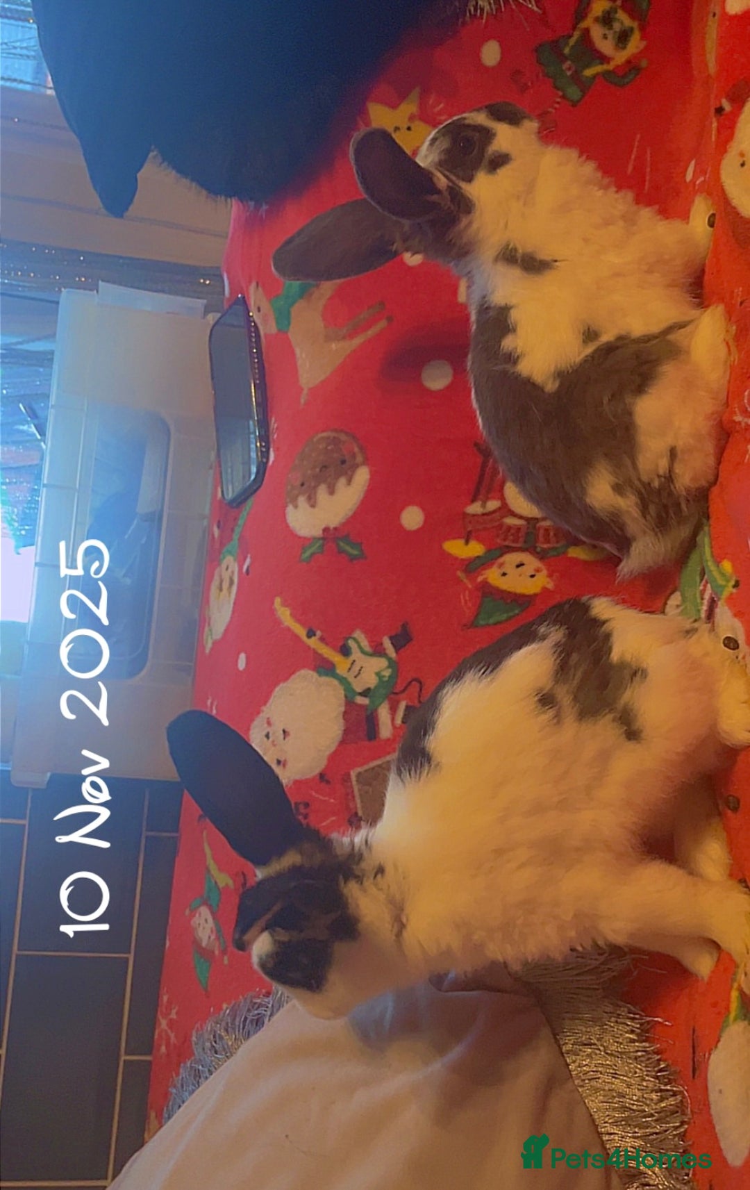 Mixed Breed rabbits for sale: Mini lop cross boys - Image 1