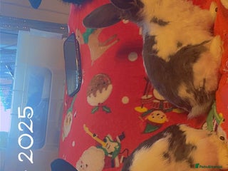 Mixed Breed rabbits for sale - Advert 1