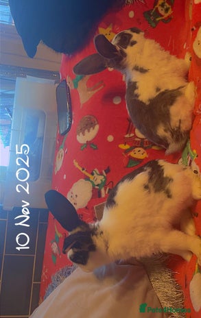 Mixed Breed rabbits Mini lop cross boys - Advert 3