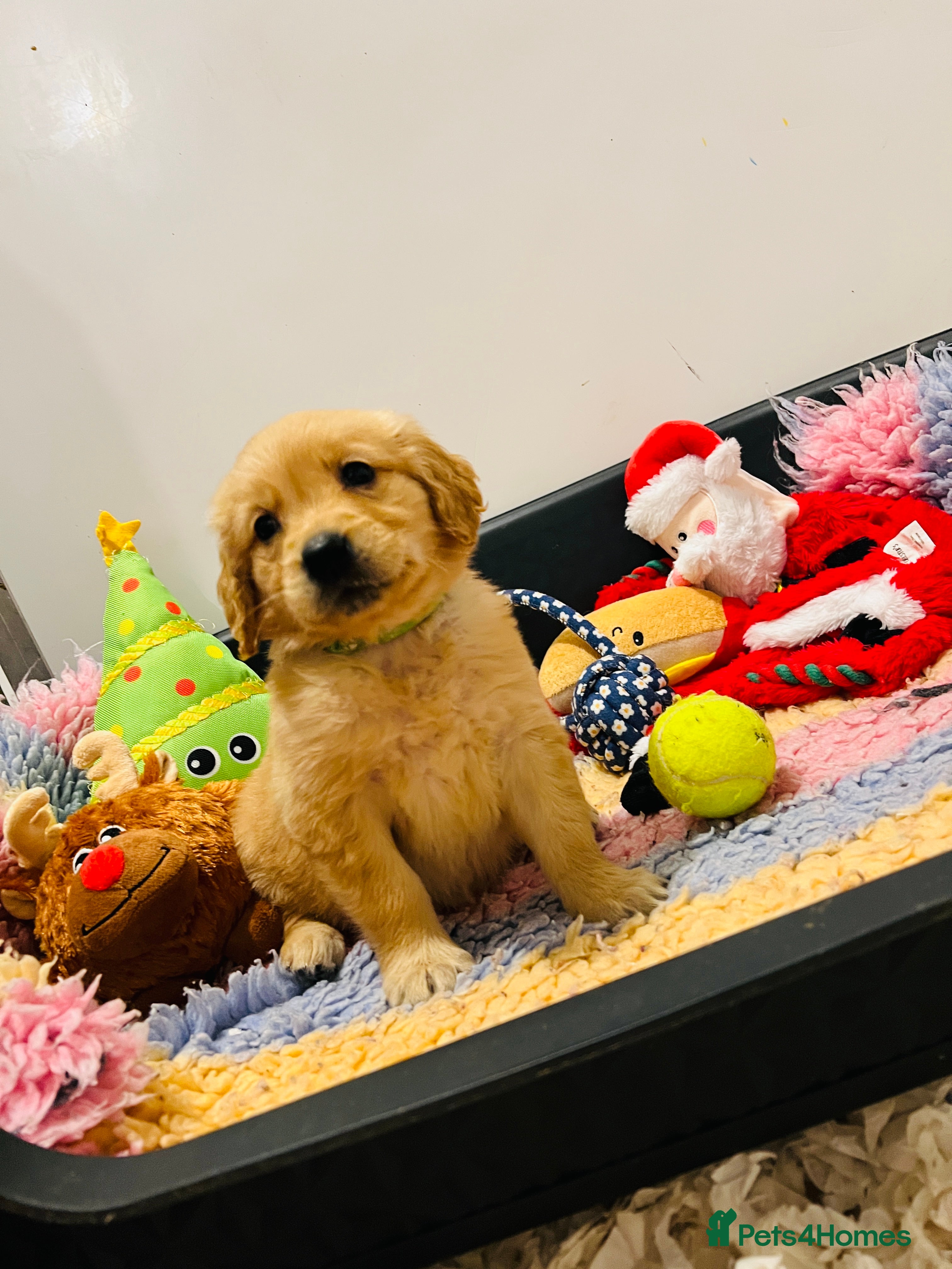 Golden Retriever dogs Extensively health tested clear last girl - Advert 14