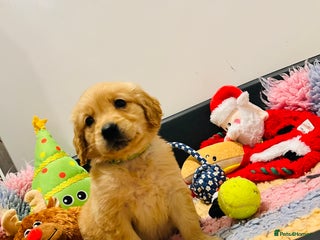 Golden Retriever dogs Extensively health tested clear last girl - Advert 14