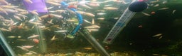 Cichlids fish for sale: Electric Blue Acara - Advert 3