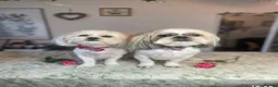Malshi dogs for sale: Malshi puppies  - Advert 21