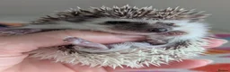 Pygmy Hedgehog rodents for sale: Gorgeous Baby Hoglets/Some Ready Now/ Reserve - Advert 8
