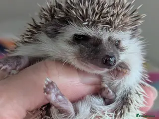 Pygmy Hedgehog rodents Gorgeous Baby Hoglets/ Ready to Reserve!!! - Advert 16