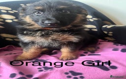 German Shepherd dogs for sale: German Shepherd Puppies in Edinburgh - Image 8