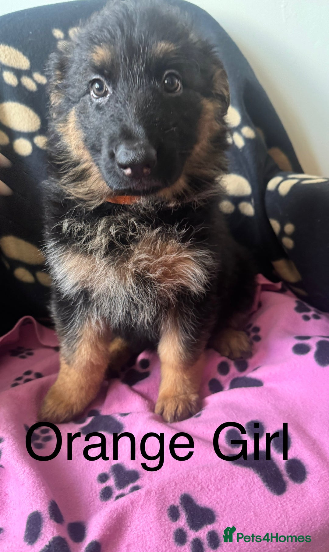 German Shepherd dogs for sale: German Shepherd Puppies in Edinburgh - Image 8