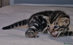 Bengal cats for sale: Pedigree Health Tested TICA Bengal Kittens - Image 8