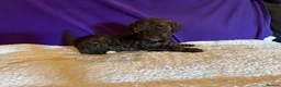 Toy Poodle dogs for sale: GORGEOUS Toy Poodles, DNA health tested parents  - Advert 28