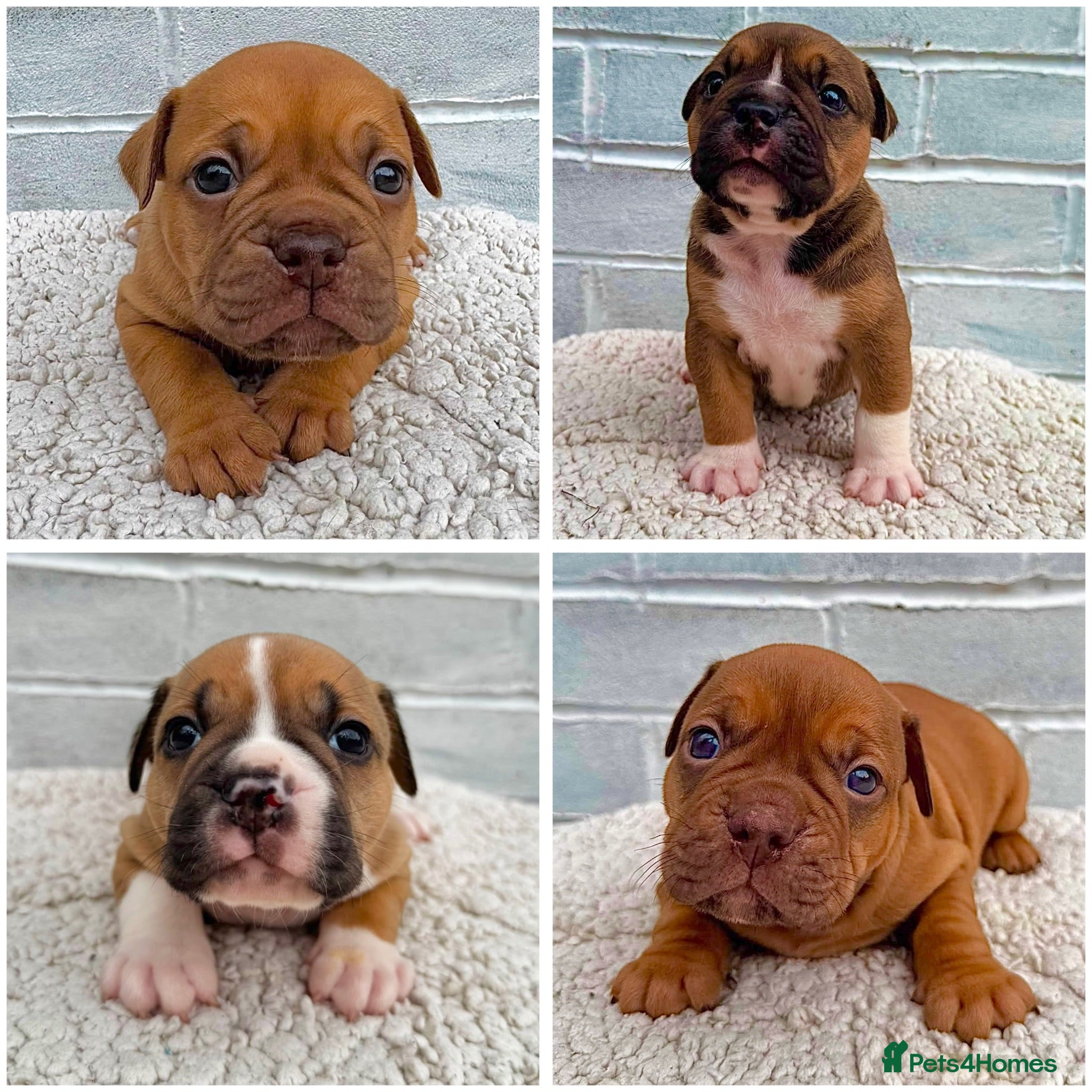Olde English Bulldogge dogs Champion, Health Tested Parents, OEB puppies - Advert 1