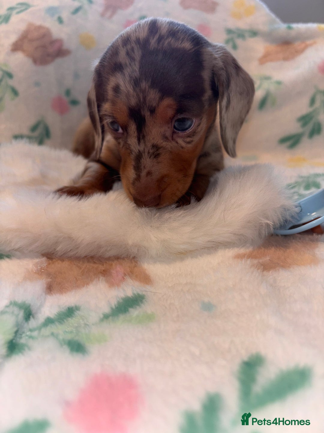 Miniature Dachshund dogs for sale: Dreamy miniature dachshunds  - Advert 11