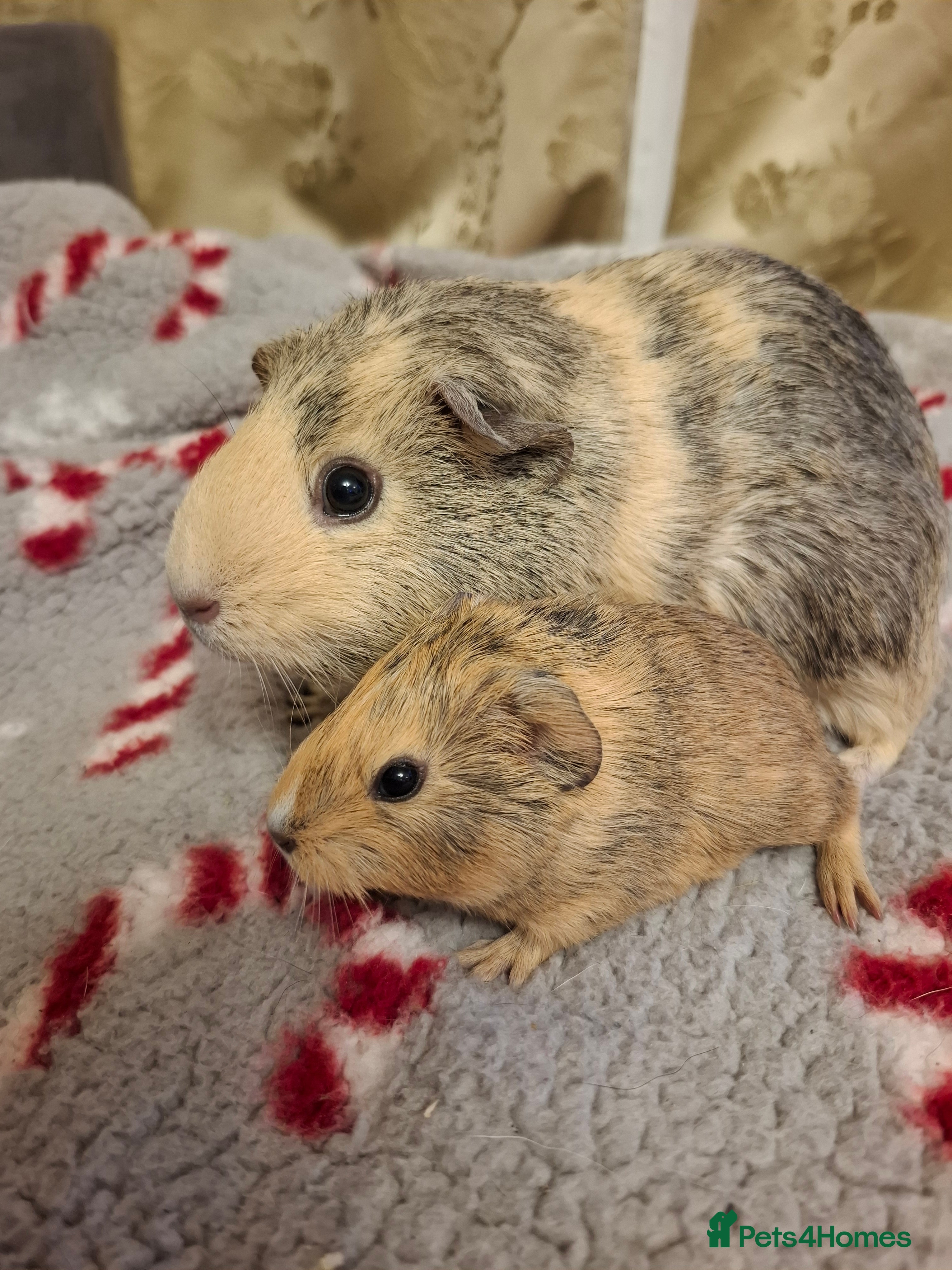Guinea Pig rodents Female Guinea Pig Pairs  - Advert 9