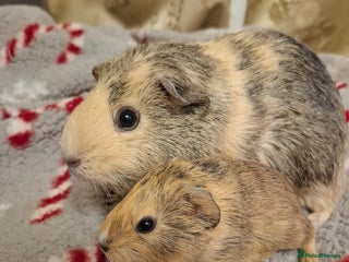 Guinea Pig rodents Female Guinea Pig Pairs - Advert 1