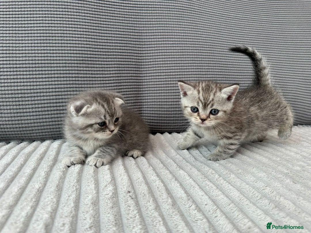 Scottish Fold cats for sale: Scottish fold kittens - Image 7