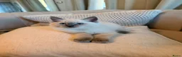Ragdoll cats for sale: 🐾 Beautiful Ragdoll kittens Seeking Forever homes - Advert 1