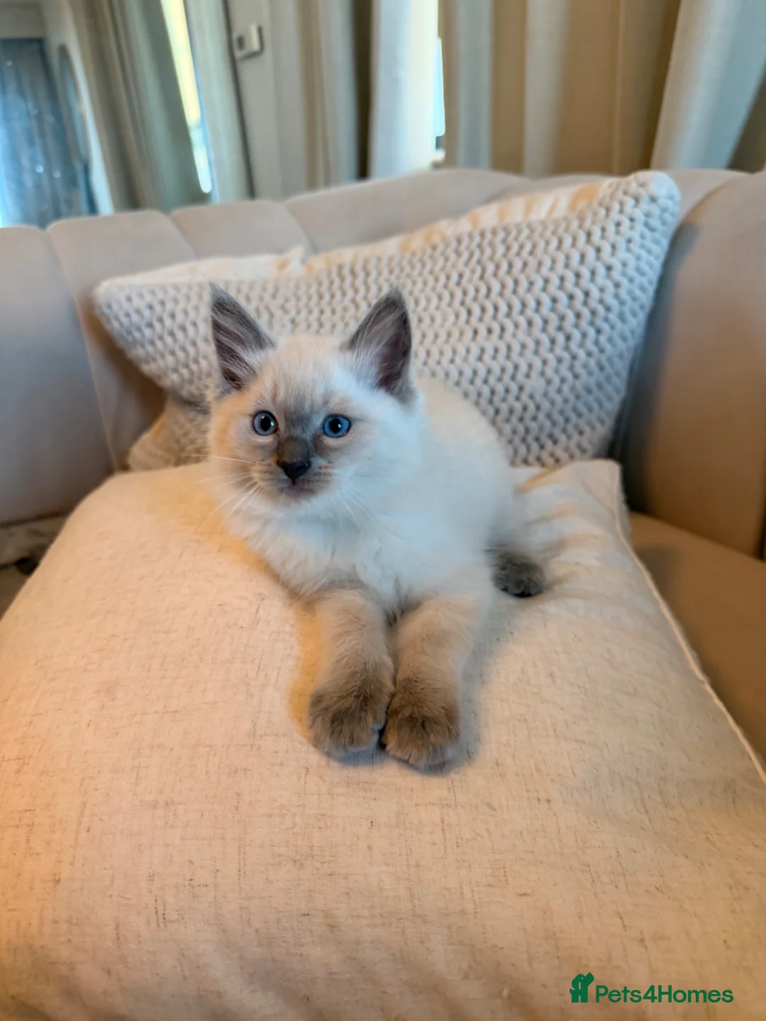 Ragdoll cats for sale: 🐾 Beautiful Ragdoll kittens Seeking Forever homes - Advert 1