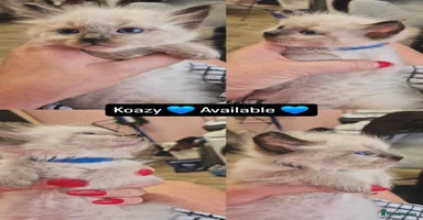 Ragdoll cats - Advert 6