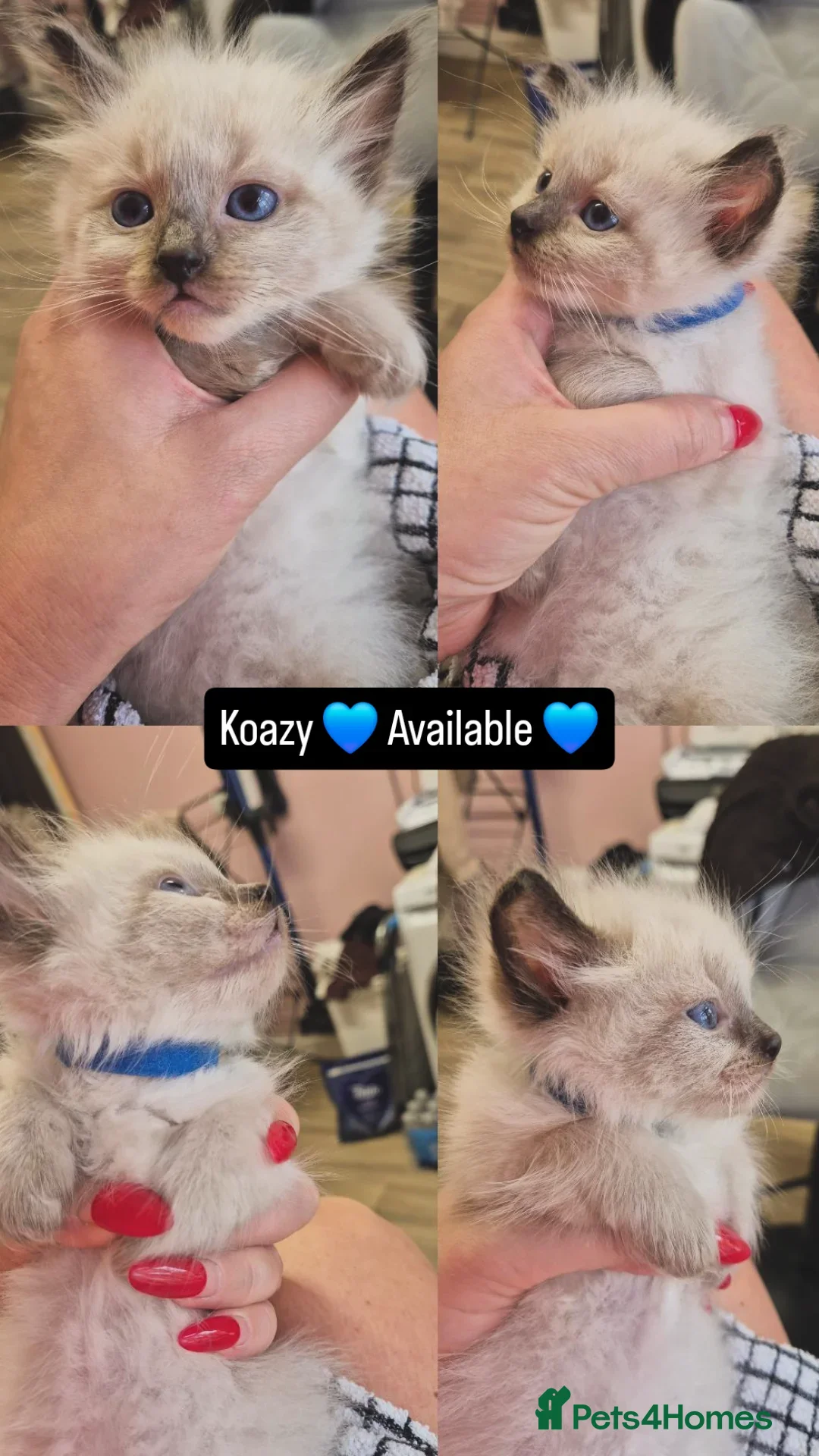 Ragdoll cats for sale: Beautiful Ragdolls Parents health tested 💖 - Image 3