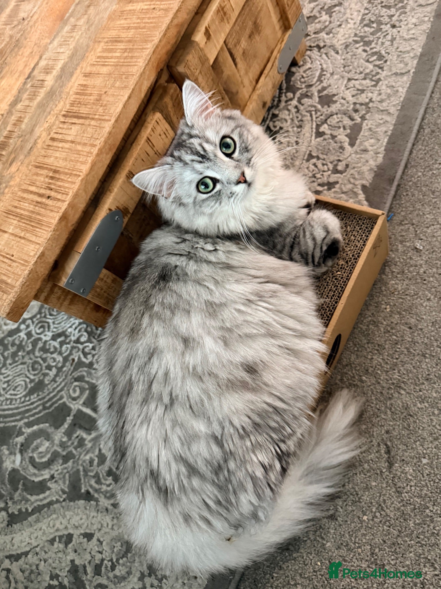 Himalayan cats Himalayan x Ragdoll babies - Advert 3