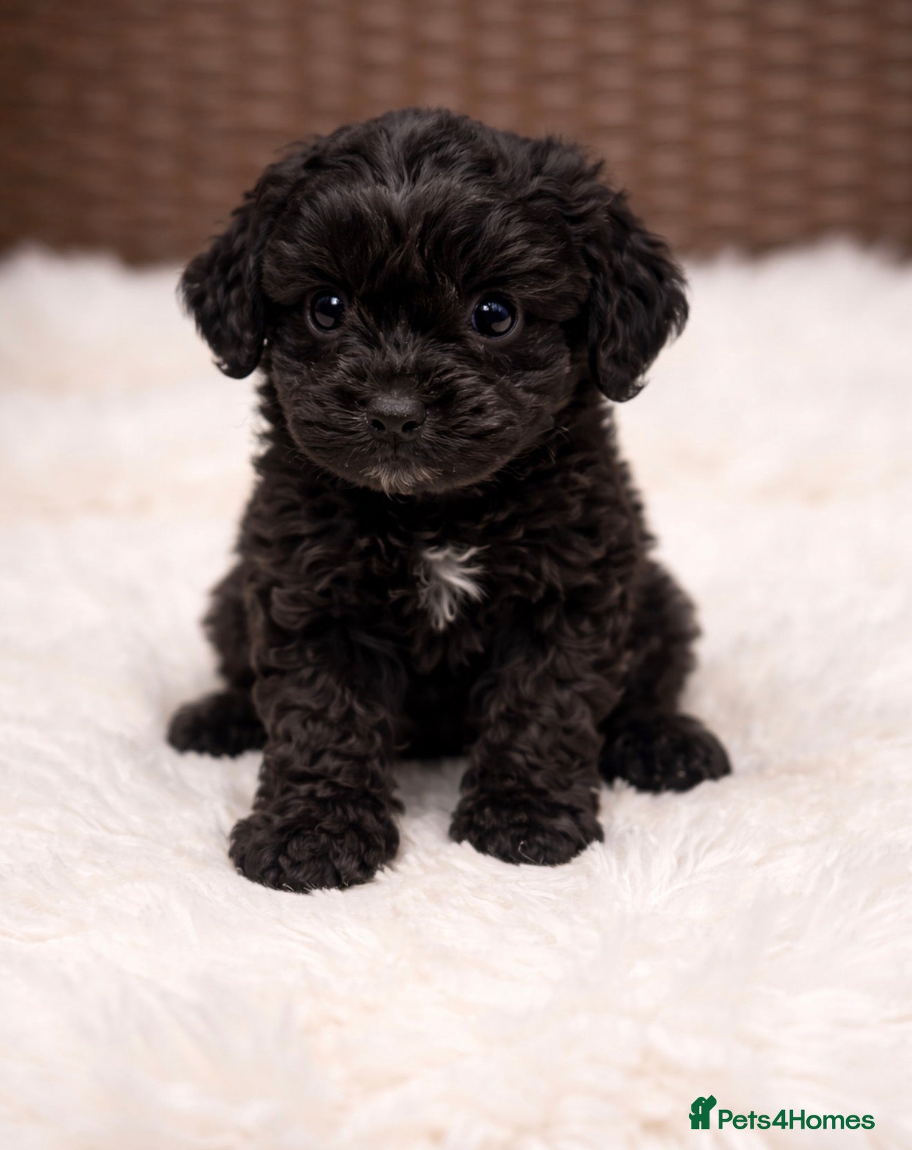 Cockapoo dogs F1 black Cockapoo Puppies Available 🐾 - Advert 1